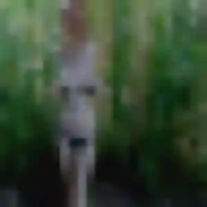 Celia, 31 ans, en ligne à Breuillet pour un rencontre cougar